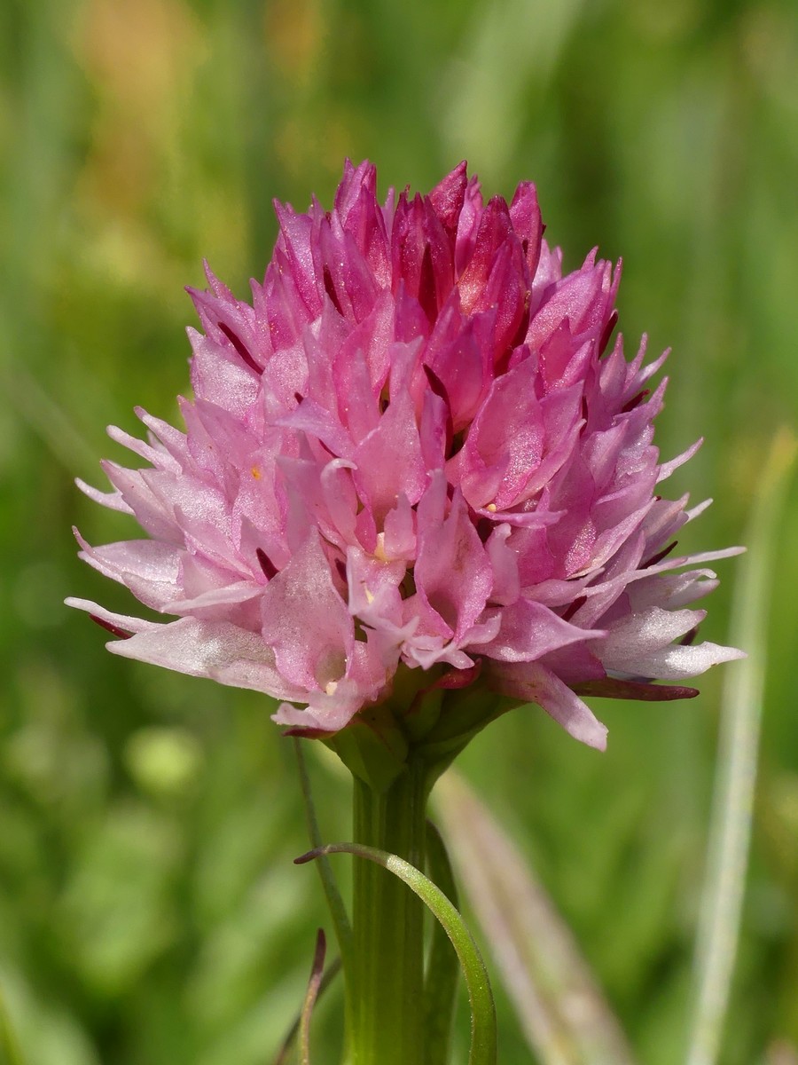 D. sambucina, N. widderi, O. spitzelii nel Parco Nazionale dAbruzzo, Lazio e Molise - giu